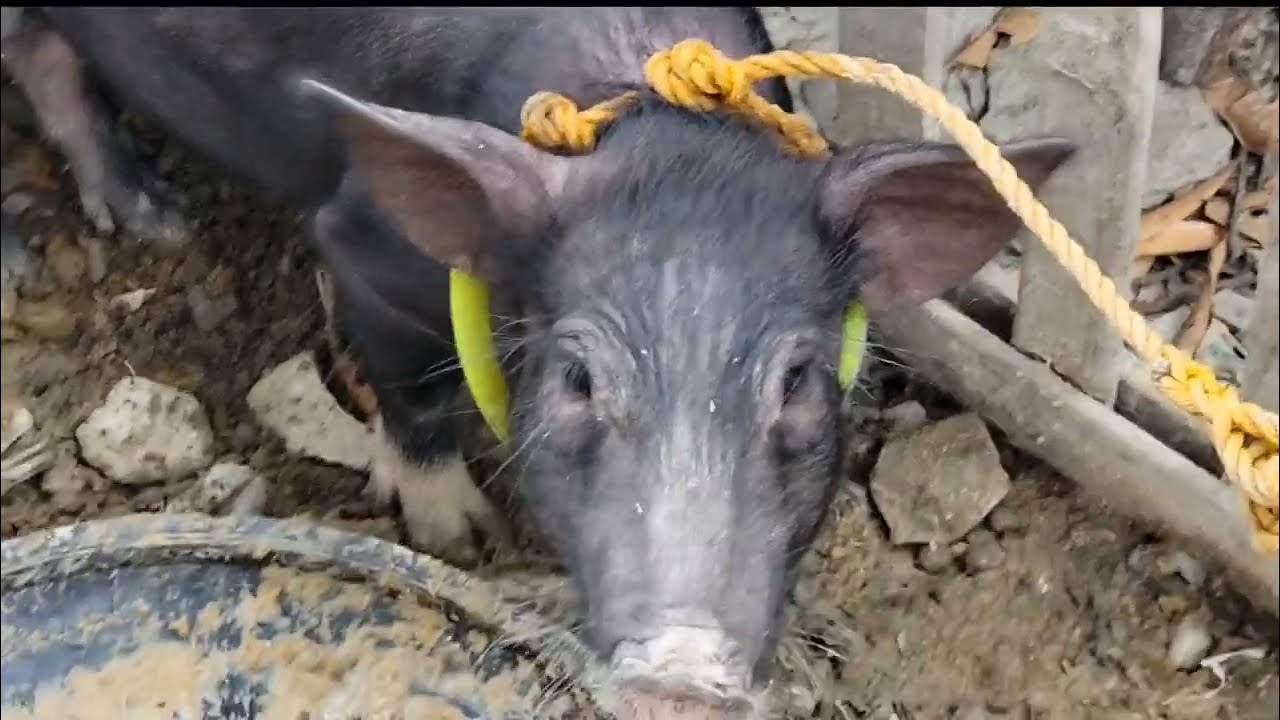 Paano gumawa ng tali sa baboy