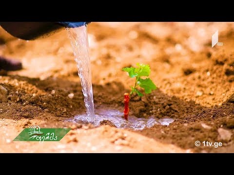 #გაიგემეტი ელიას მთის ფერდობზე დარგული ვაზი და ბოლნური ღვინის პოპულარიზაცია