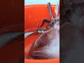 Top 5 Biggest Sea Creatures. #facts #animals #wildlife