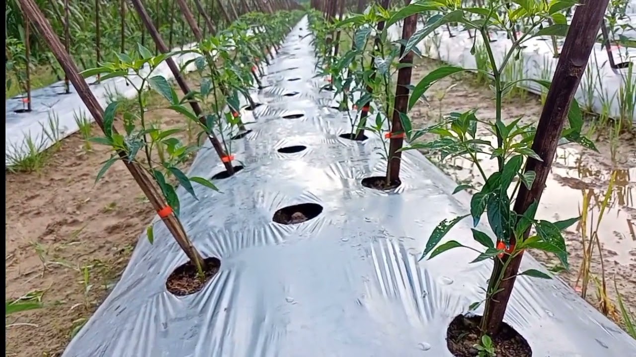 perkembangan cmk akar usia 30 hari setelah tanam