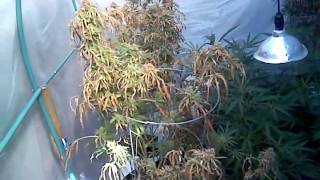 5/19/15 Veg update.