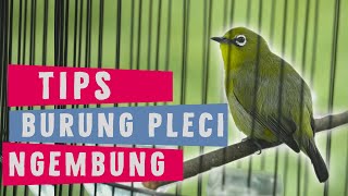 PLECI NGEMBUNG ❓❓❓ INI DIA SOLUSINYA ❗❗