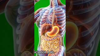 What Milk REALLY Does Inside Your Body 🥛😱 | 3D Anatomy Explained #shorts