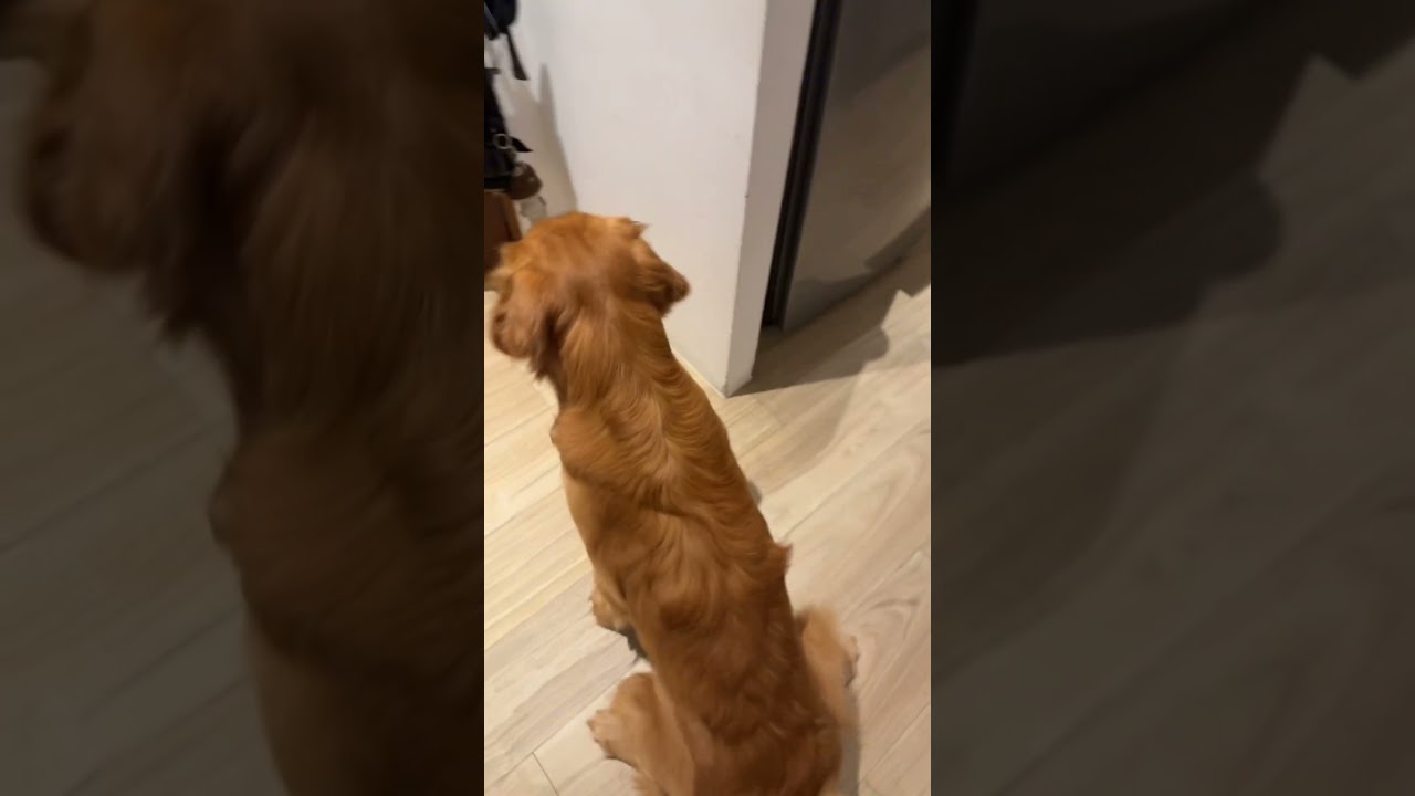 Toby sait défendre maman 🤣🤍