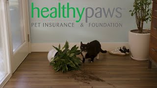 Healthy Paws Pet Insurance: Get Your Pets Protected