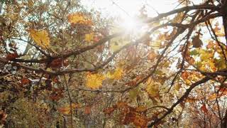 Autumn Music - Beautiful Instrumental Relaxing Music by Tolegen Mukhamejanov