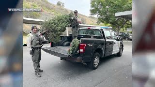 Santa Barbara man arrested for felony burglary after stealing Christmas tree