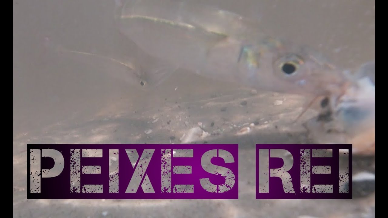 Passeio em pontal da barra + dicas de pesca