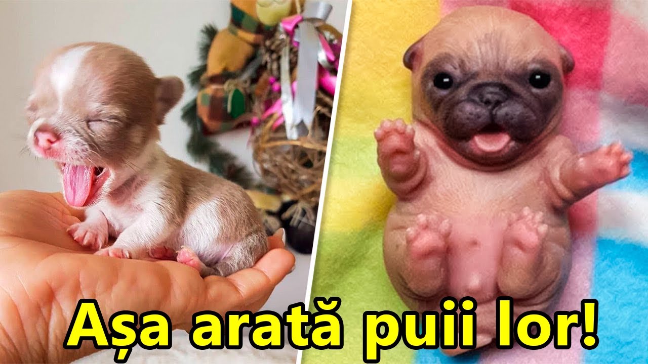 ADORABILI! Iată Așa Arată Cățelușii Celor mai Rare rase Din Lume! - YouTube