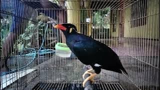 BURUNG BEO BISA TERTAWA SEPERTI MANUSIA