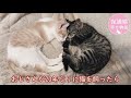 コロナ禍で迎えたきょうだい子猫　妹想いの優しい兄猫　ナレーション付【保護猫幸せ物語】#35 Foster cat`s happy story