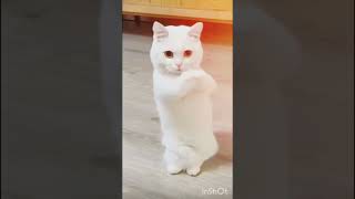 cat dance video #shorts #trending #viral #pets 🤣🤣🤣😂👌👌❤️❤️👍 #viralvideo