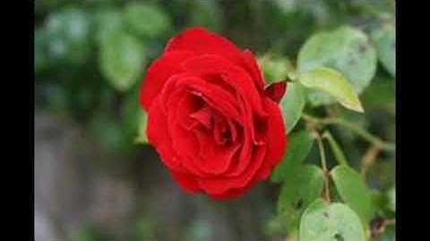 تلاوة عذبة نقية شجية يتلوها علينا القارئ عبيدة موفق