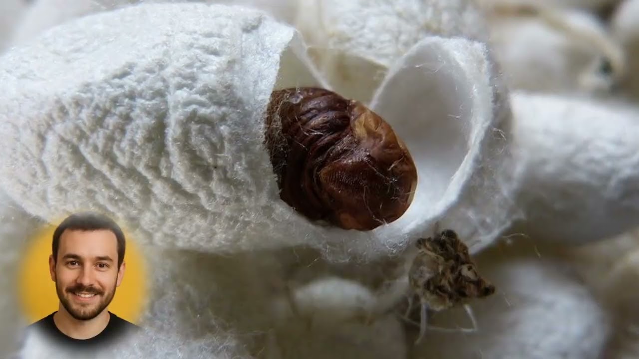 💔 The Dark Secret Behind Silk | Choose Peace Silk 🐛🌱