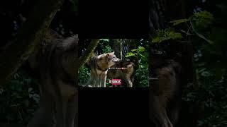 Kenapa Gak Pernah Ada Serigala di Sirkus? Karena Dia Gak Diciptakan Buat Ngelucu#Serigala #WolfPower