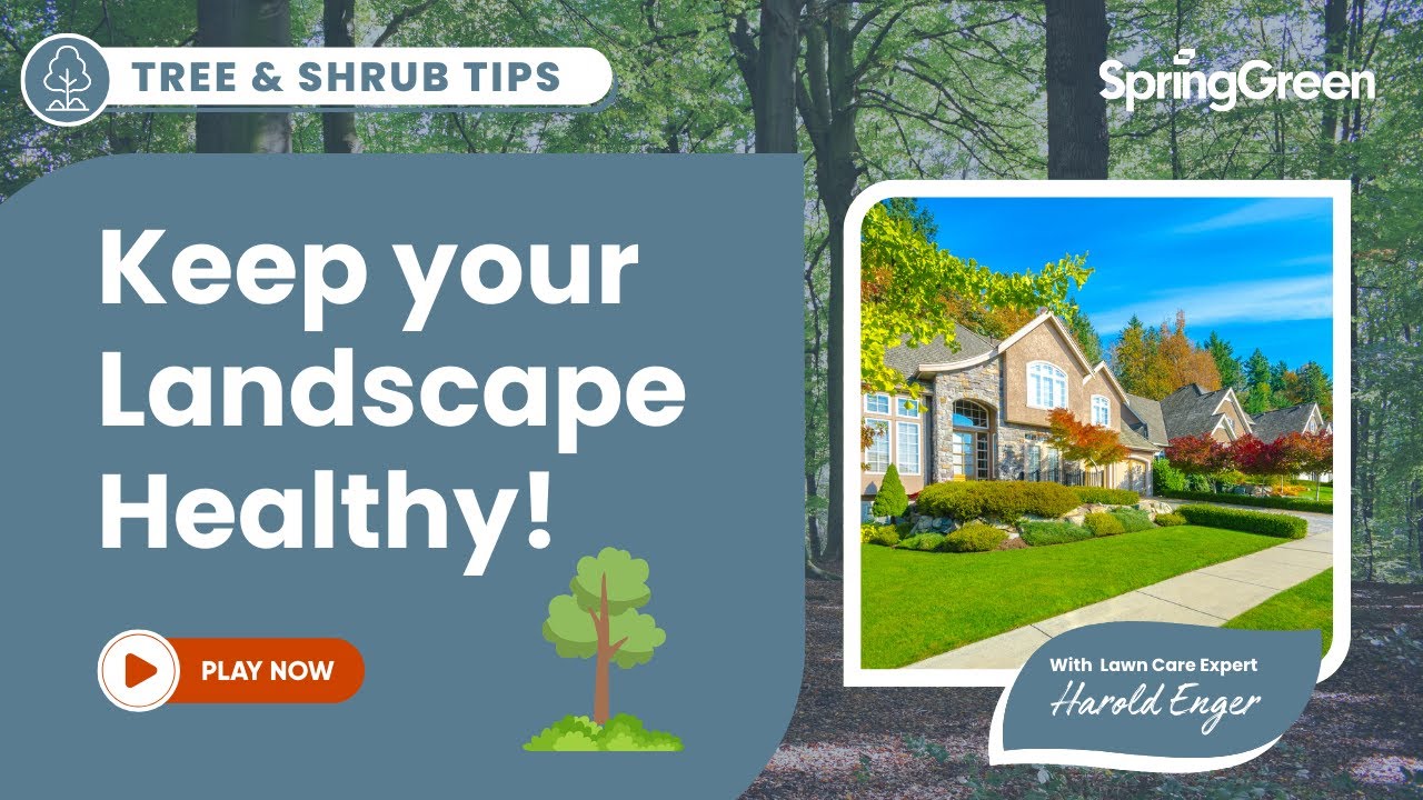 How to Care for Your Trees and Shrubs | Expert Lawn Care Tips - YouTube