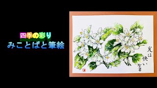 四季の彩り みことばと筆絵 夏みかんの花