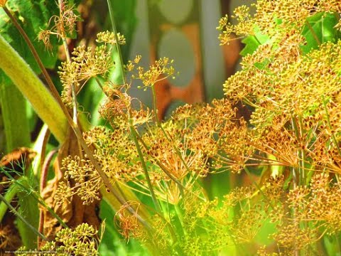World spices : Season 1 Spices Episode 06 How to use Caraway seeds