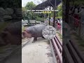 Hippo Farts... and Sends Zoo Visitors Running for Their Lives!
