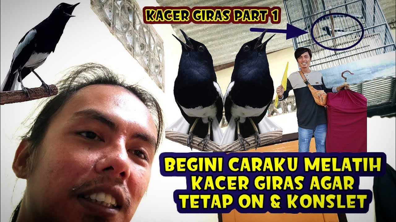 INI CARA SAYA AGAR BURUNG SEMI GIRAS TIDAK TAKUT DENGAN MANUSIA DAN