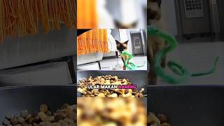 Download Lagu #bhaiya MP3