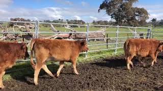 VID 20200522 WA0001