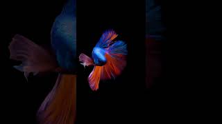 The colorful (4K CANON FOOTAGE) -  Siamese Elephant Ear Fighting Fish Betta