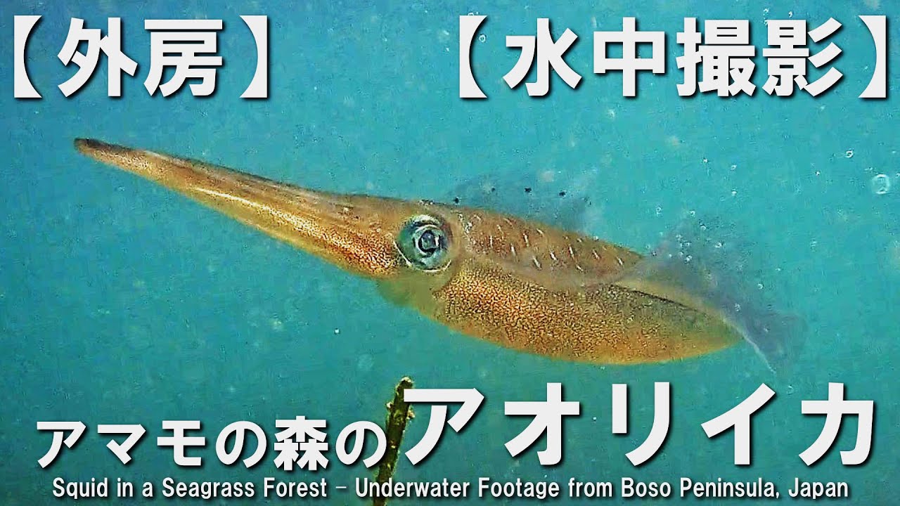 【外房】【水中撮影】アマモの森のアオリイカ