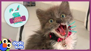 All Better Penny — Tiny Sick Kitten Grows Up To Be So Feisty!  | Animal Videos For Kids | Dodo Kids