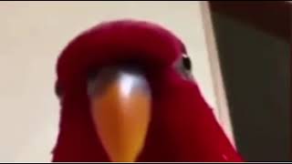 Red Canary Evil Laugh