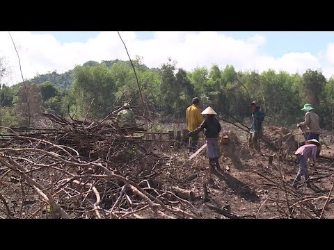 Video Tin Tức 24h :Phú Yên phá rừng cây tự nhiên để trồng... - youtube