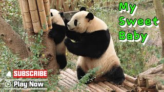 This Is Panda Mom’s Unique Parenting Style | iPanda