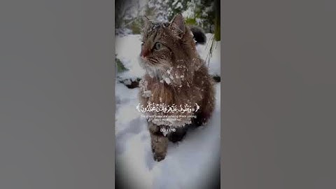 استمع الى القران الكريم اجر لي ولك ان شاء الله 🤍#اكسبلور_explore #قرآن