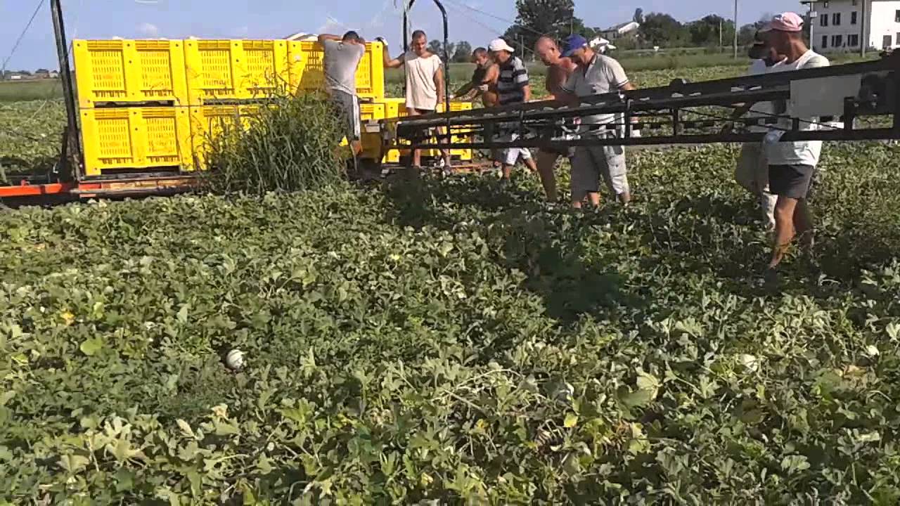 Raccolta Meloni casalpo Reggio Emilia