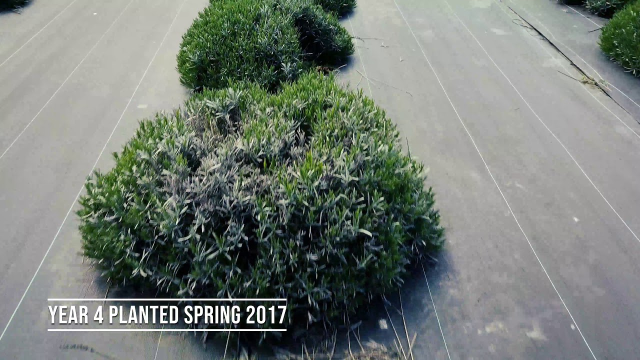 The Life of Lavender YouTube