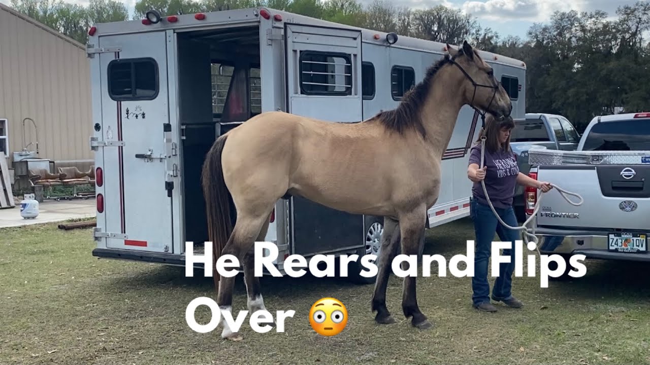 Problem Horse: He Flips Over