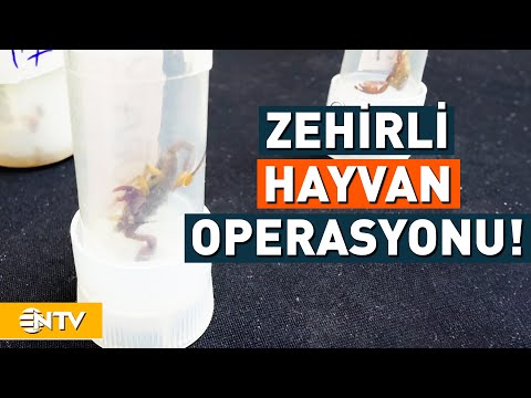 Hayvanları Yurt Dışına Kaçırmaya Çalıştı, Valizden 1500 Zehirli Hayvan Çıktı! | NTV