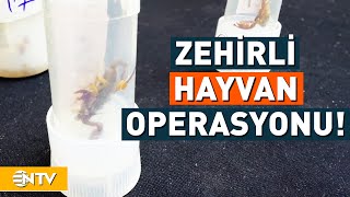 Hayvanları Yurt Dışına Kaçırmaya Çalıştı, Valizden 1500 Zehirli Hayvan Çıktı! | NTV Resimi