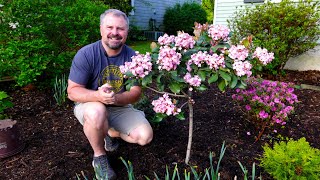 Rosalinda® Indian Hawthorne Tree Form