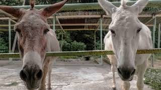 Mule | Mules are a genetic hybrid that has been the workhorse of human civilization for millennia