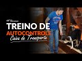 🐶 Treino de AUTOCONTROLE com DOIS CÃES | Adestramento Grátis | Cão Guardião