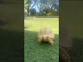 Kamu lihat ini? 👀 sulcata albino yang cantik #albinotortoise #tortoiselove #adorable