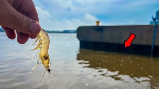 Using LIVE SHRIMP Around SEA WALLS to Catch a Ton of FISH! ** THE EASIEST WAY TO CATCH INSHORE FISH