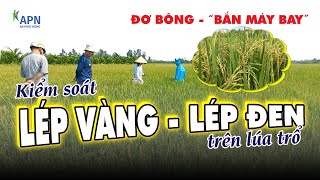 APN - KIỂM SOÁT LÉP ĐEN, LÉP VÀNG TRÊN TRÀ LÚA TRỔ GẶP MƯA - CÁCH PHÒNG VÀ TRỊ - HÈ THU 2024|08