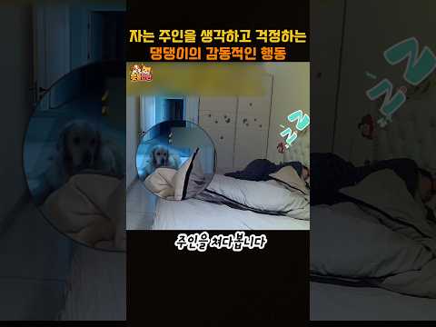 자는 주인을 생각하고 걱정하는 댕댕이의 감동적인 행동 thumbnail