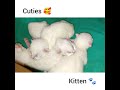 Cat and kittens video | kitten crying and feeding milk #shorts #youtubeshorts #catlover #cat #kitten