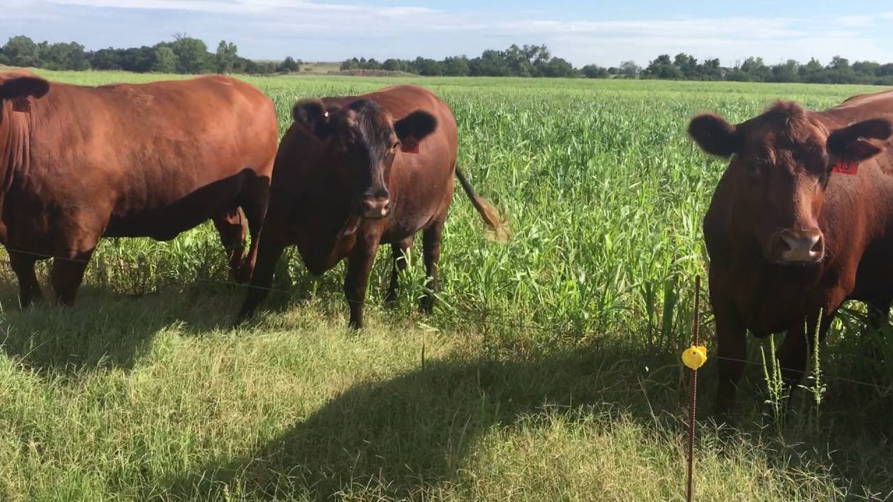 Red Angus 1stCalf Cows & Calves for sale in Oklahoma YouTube