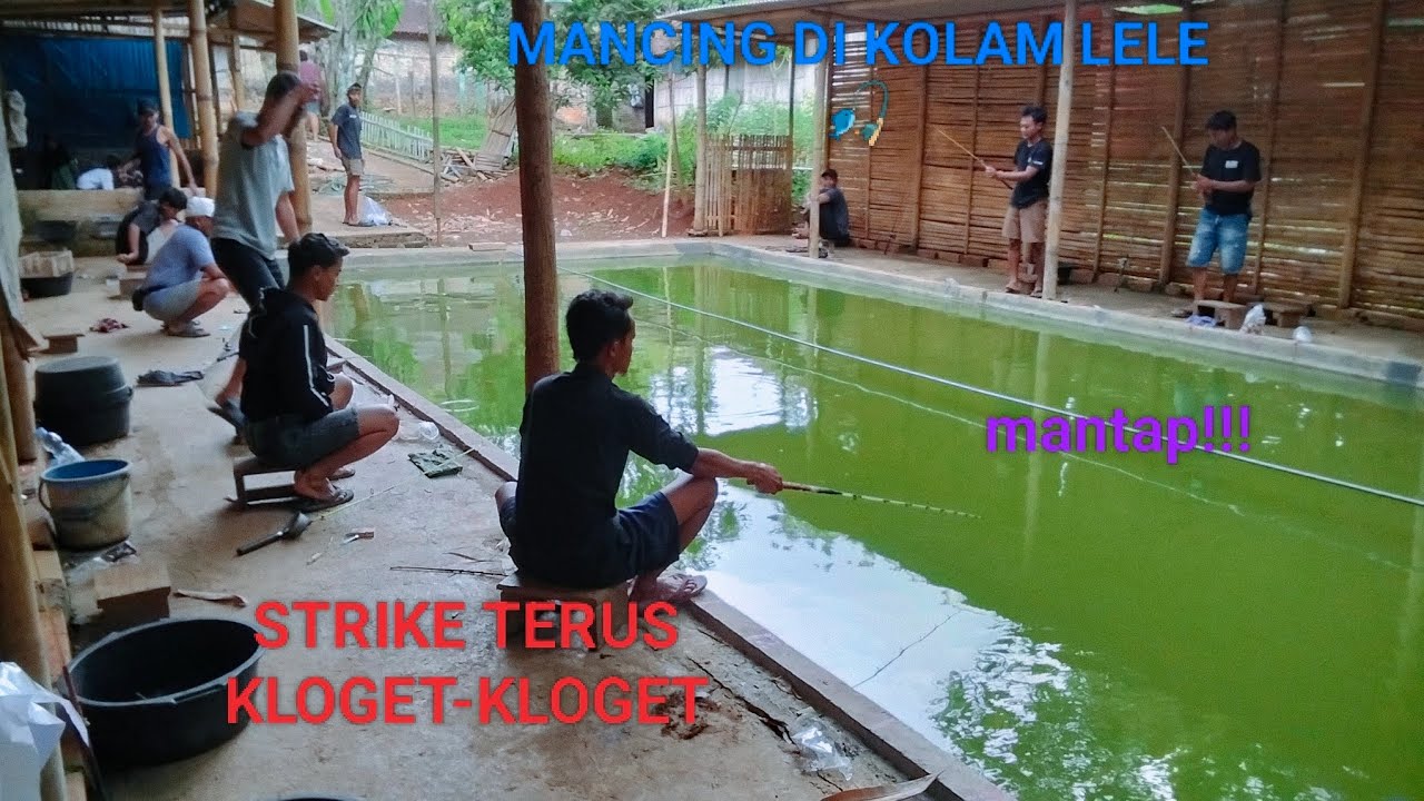 ​Sensasi Strike Lele Kolam Sore Hari: Tarikannya Mantap!