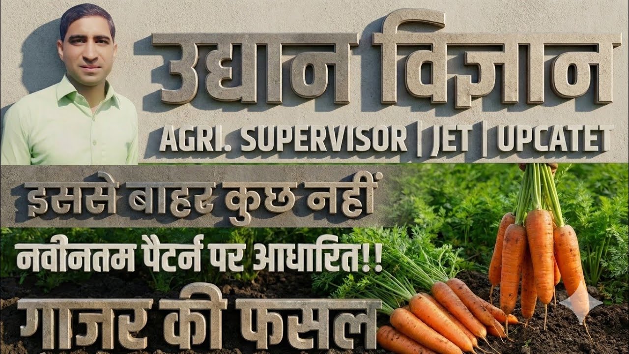 गाजर की फसल 