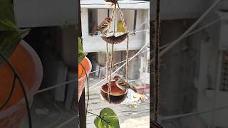 Diy Bird Feeder Best Out Of Waste